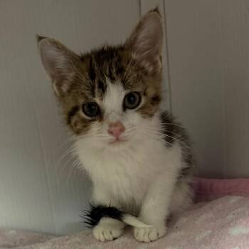 Ravioli (blk/gry tabby w/wh) -  Domestic Short Hair Cat for Adoption in Bismarck, North Dakota - Ravioli (blk/gry Tabby W/wh) | PetCurious