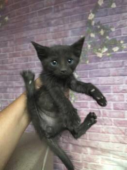 Rockie -  Domestic Short Hair Cat for Adoption in Houston, Texas - Rockie | PetCurious