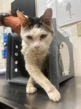 Abraham Lincoln -  Domestic Medium Hair Cat for Adoption in Fruit Heights, Utah - Abraham Lincoln | PetCurious