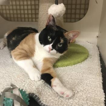 Rescue Domestic Short Hair Cats for Adoption in Houston, Texas - Avocado | PetCurious