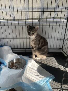 Mamma Shandy (and Papa Shandy) -  Domestic Short Hair Cat for Adoption in Trenton, New Jersey - Mamma Shandy (and Papa Shandy) | PetCurious