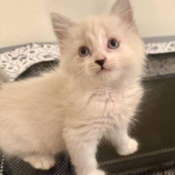 Charger -  Siamese Cat for Adoption in Los Angeles, California - Charger | PetCurious