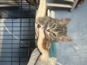 Domestic Short Hair Cats Available for Adoption in Lemont, Illinois - Andy | PetCurious