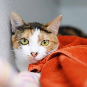 Zuma -  Domestic Short Hair Cat for Adoption in Atlanta, Georgia - Zuma | PetCurious