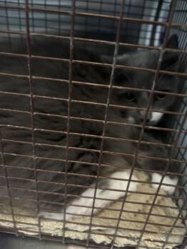 CHLOE -  Domestic Long Hair Cat for Adoption in Kalamazoo, Michigan - CHLOE | PetCurious