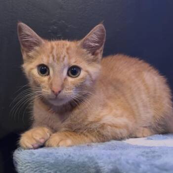 Rocson -  Domestic Short Hair Cat for Adoption in Fredericksburg, Virginia - Rocson | PetCurious