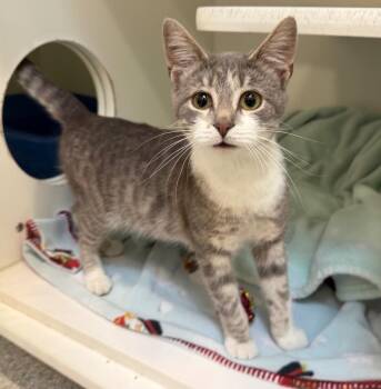 Domestic Short Hair Cats Available for Adoption in Columbia, Illinois - Blue Tang | PetCurious