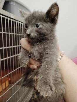 Skiff -  Domestic Short Hair Cat for Adoption in Republic, Missouri - Skiff | PetCurious