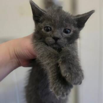 Ash -  Domestic Short Hair Cat for Adoption in Layton, Utah - Ash | PetCurious