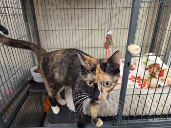 Calico Cats Available for Adoption - CHELSEA | PetCurious
