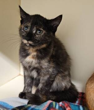 Goggles -  Domestic Short Hair Cat for Adoption in Bloomington, Indiana - Goggles | PetCurious