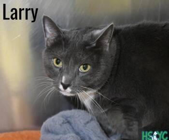 Larry -  Domestic Short Hair Cat for Adoption in Fort Mill, South Carolina - Larry | PetCurious