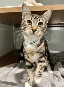 TRISH -  Domestic Short Hair Cat for Adoption in San Francisco, California - TRISH | PetCurious