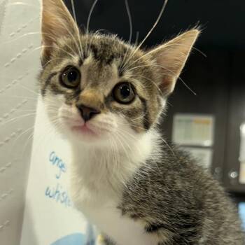 Cara -  Domestic Short Hair Cat for Adoption in Tampa, Florida - Cara | PetCurious