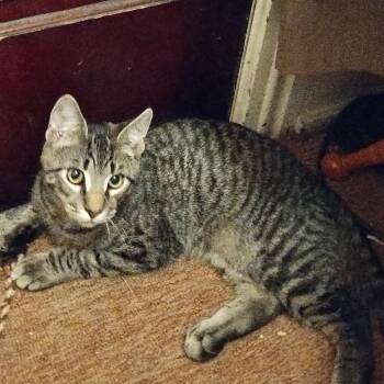 Moki -  Domestic Short Hair Cat for Adoption in Waynesboro, Pennsylvania - Moki | PetCurious