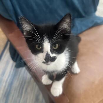 Oreo -  Domestic Short Hair Cat for Adoption in Los Angeles, California - Oreo | PetCurious