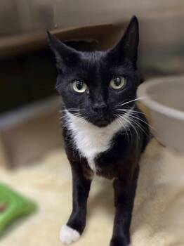 DJ Spinderella -  Domestic Short Hair Cat for Adoption in Westland, Michigan - DJ Spinderella | PetCurious