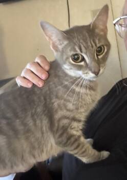 Domestic Short Hair and Tabby Cats Available for Adoption in Ruskin, Florida - Bernadette | PetCurious