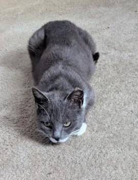 Domestic Short Hair Cats Available for Adoption - Nellie | PetCurious