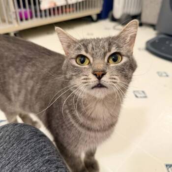 Manx Cats Available for Adoption - Kara | PetCurious