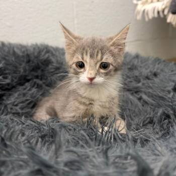 Petey -  Domestic Short Hair Cat for Adoption in Marshall, Virginia - Petey | PetCurious