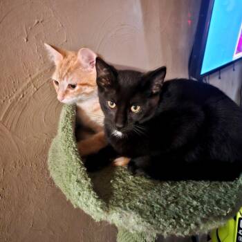 Black Bean -  Domestic Short Hair Cat for Adoption in Green Bay, Wisconsin - Black Bean | PetCurious