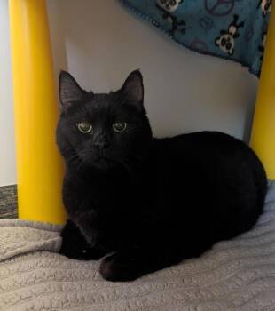 Miriam -  Domestic Short Hair Cat Available for Adoption in Winnipeg, Manitoba - Miriam | PetCurious