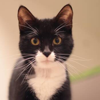 Meadow -  Domestic Short Hair Cat for Adoption in Philadelphia, Pennsylvania - Meadow | PetCurious