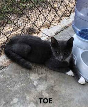 Toe -  Domestic Short Hair Cat for Adoption in Washington, Georgia - Toe | PetCurious