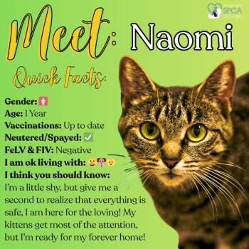 Tiger Cats Available for Adoption in Fulton, New York - Naomi | PetCurious