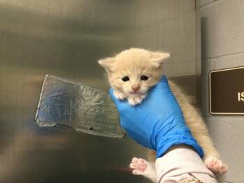 A1933124 -  Domestic Short Hair Cat for Adoption in Thousand Palms, California - A1933124 | PetCurious