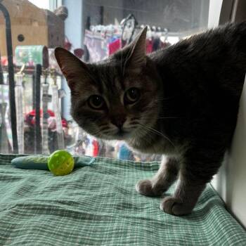Jo-jo -  Domestic Short Hair Cat for Adoption in Kingman, Arizona - Jo-jo | PetCurious