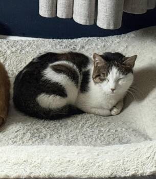 Sundae -  Domestic Short Hair Cat for Adoption in Bellmawr, New Jersey - Sundae | PetCurious