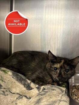 Money -  Domestic Long Hair and Domestic Short Hair Cat for Adoption in Lowell, Massachusetts - Money | PetCurious