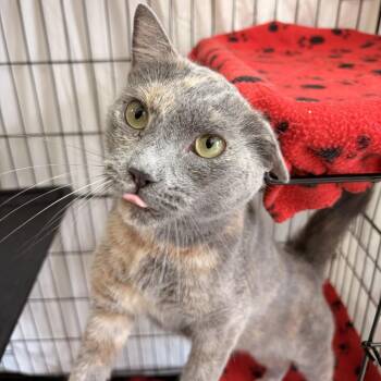 Domestic Short Hair Cats Available for Adoption in Franklin, North Carolina - Ponyo | PetCurious