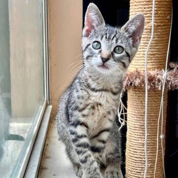 Winnie Calls the Heart -  American Shorthair Cat for Adoption in Boerne, Texas - Winnie Calls The Heart | PetCurious