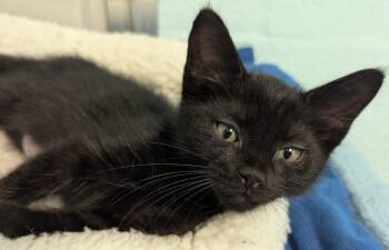 Domestic Short Hair Cats Available for Adoption in Cape Coral, Florida - Elvis Purrsley | PetCurious