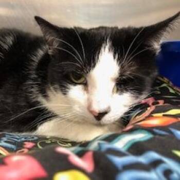 Domestic Short Hair Cats Available for Adoption in Newark, New Jersey - Gracie | PetCurious