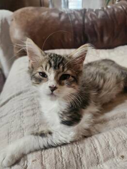 Minx -  Domestic Short Hair Cat for Adoption in Albuquerque, New Mexico - Minx | PetCurious