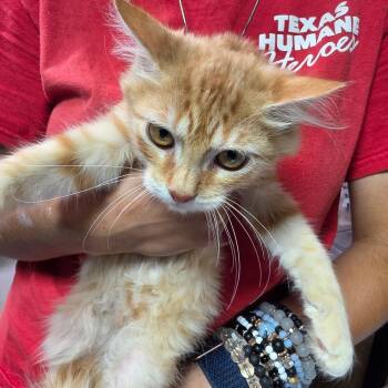 Pepper -  Domestic Medium Hair Cat for Adoption in Leander, Texas - Pepper | PetCurious