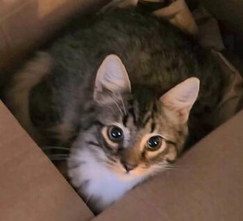 Clove -  Domestic Long Hair Cat for Adoption in Attleboro, Massachusetts - Clove | PetCurious