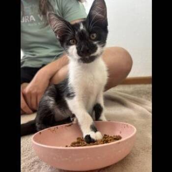 Penguin -  Domestic Short Hair Cat for Adoption in Prescott, Arizona - Penguin | PetCurious