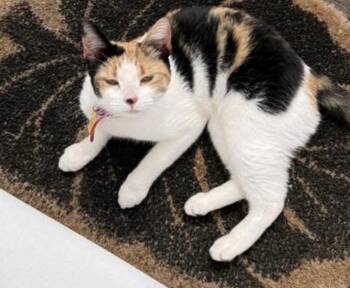 Domestic Short Hair and Calico Cats Available for Adoption in Omaha, Nebraska - Bubbles | PetCurious