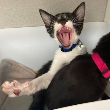 STOIC -  Domestic Short Hair Cat for Adoption in Aurora, Colorado - STOIC | PetCurious
