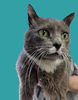 Domestic Short Hair Cats Available for Adoption in Adrian, Michigan - Buns | PetCurious