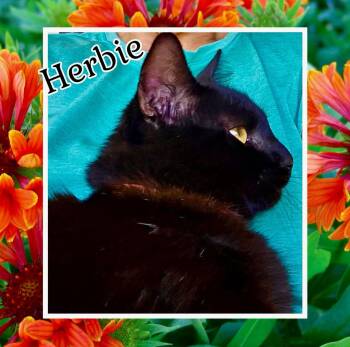 Herbie -  American Shorthair Cat for Adoption in Raleigh, North Carolina - Herbie | PetCurious