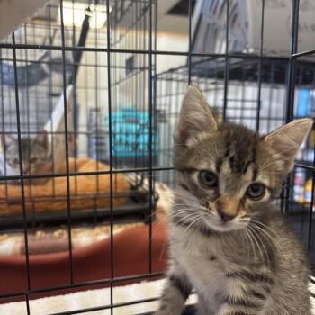 Jelly Bean -  Domestic Short Hair Cat for Adoption in Webster, Texas - Jelly Bean | PetCurious