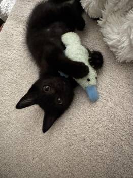 Rain -  Domestic Short Hair Cat for Adoption in Chicago, Illinois - Rain | PetCurious