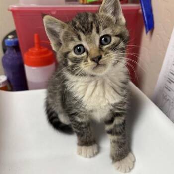 Willy -  Domestic Short Hair Cat for Adoption in Tempe, Arizona - Willy | PetCurious