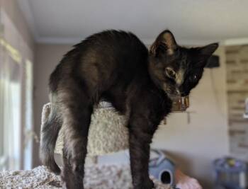 Fushia26 -  Domestic Short Hair Cat for Adoption in Youngsville, North Carolina - Fushia26 | PetCurious